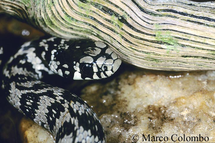 Serpente in Corsica del sud